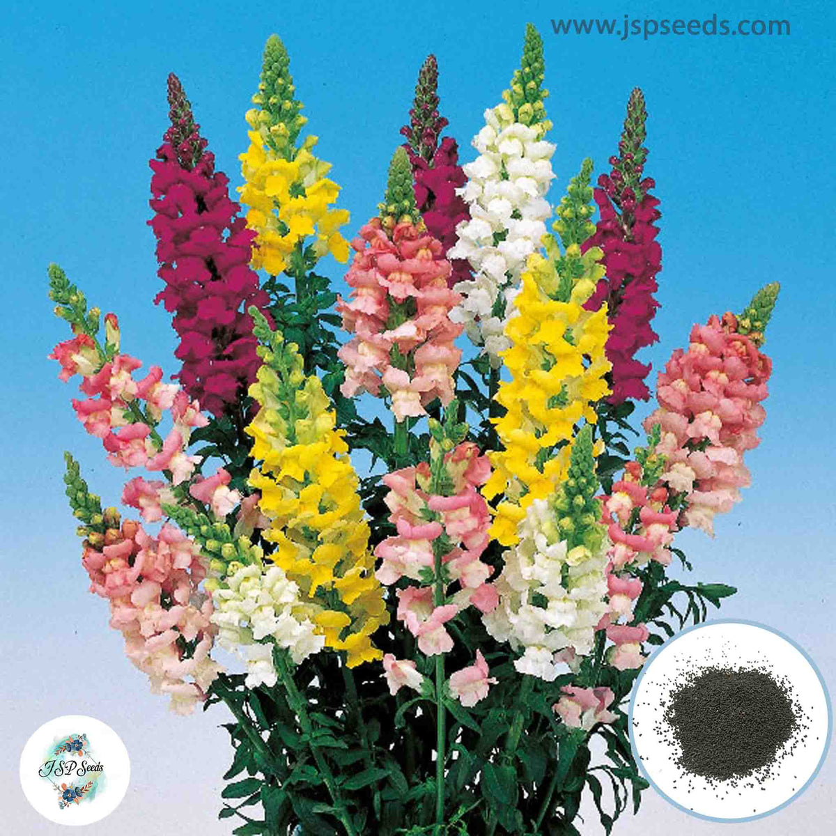 300 Admiral Mixed Snapdragons (Antirrhinum majus) Seeds (Flower Garden Plants)