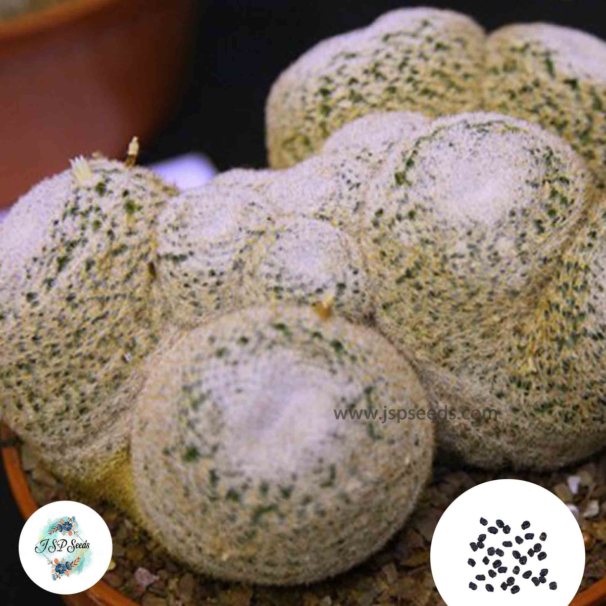 40 Seeds Mammillaria microthele Cactus Succulent seeds (Mammillary Owl)