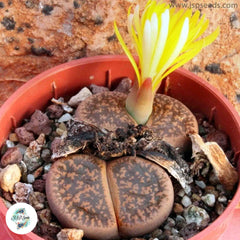 Lithops lesliei C018 / 40 seeds (Living Stones)