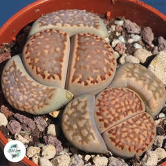 Lithops hallii / Living stones / 40 seeds