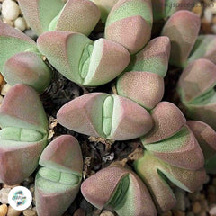 Ihlenfeldia vanzylii / 40 seeds