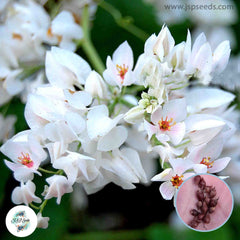 50 Mexican Creeper White Coral Vine Antigonon Leptopus Chain of Love Seeds (Asia Flower)