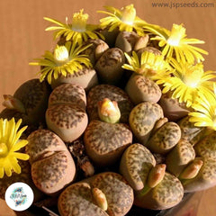 Lithops bromfieldii v Insularis (Living Stones) 40 seeds