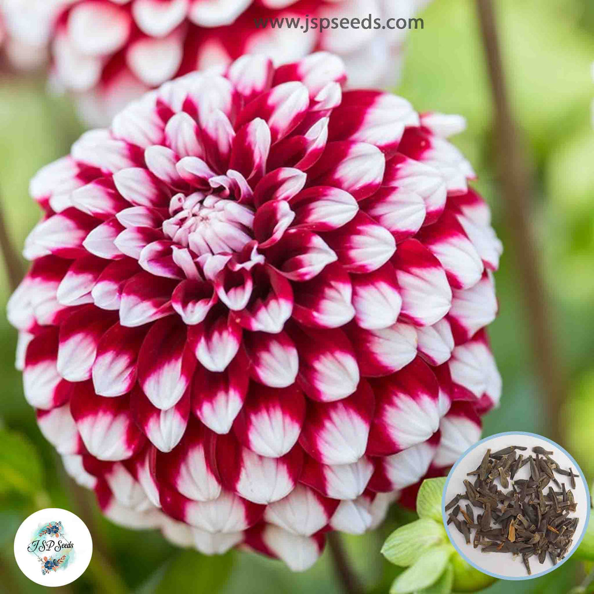 50 Checkers Dahlia Seeds (Flower Garden Plants)