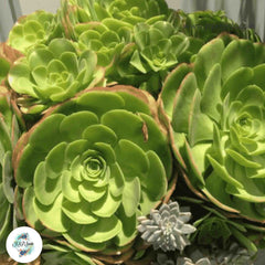 Aeonium urbicum / 40 seeds (Saucer Plant)