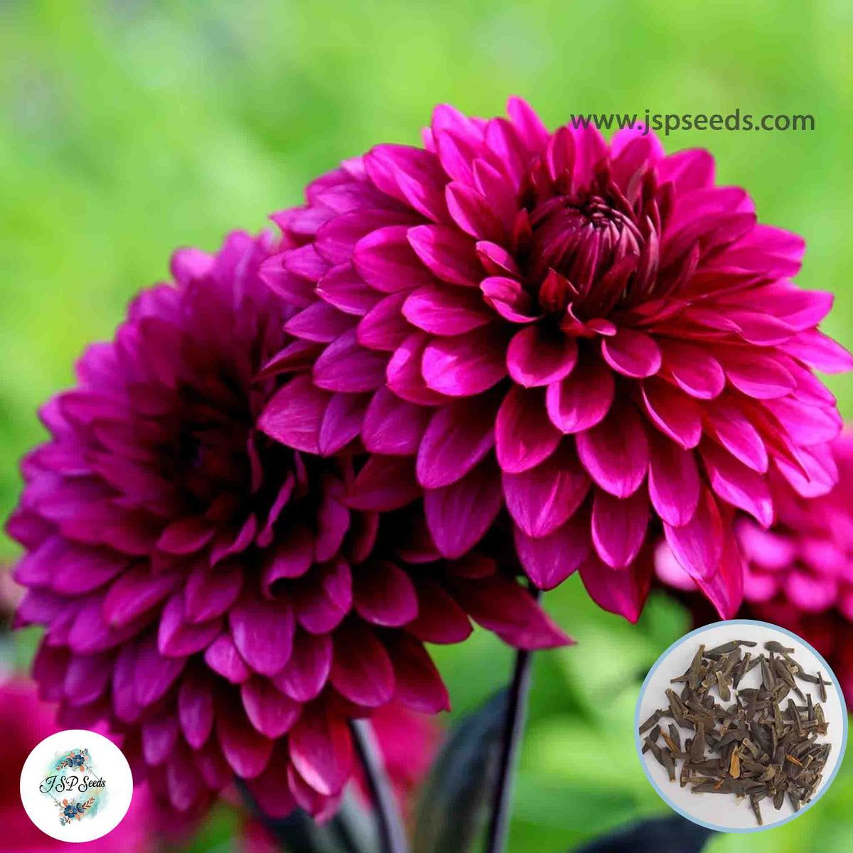 50 Purple Flame Dahlia Seeds (Flower Garden Potted Plants)