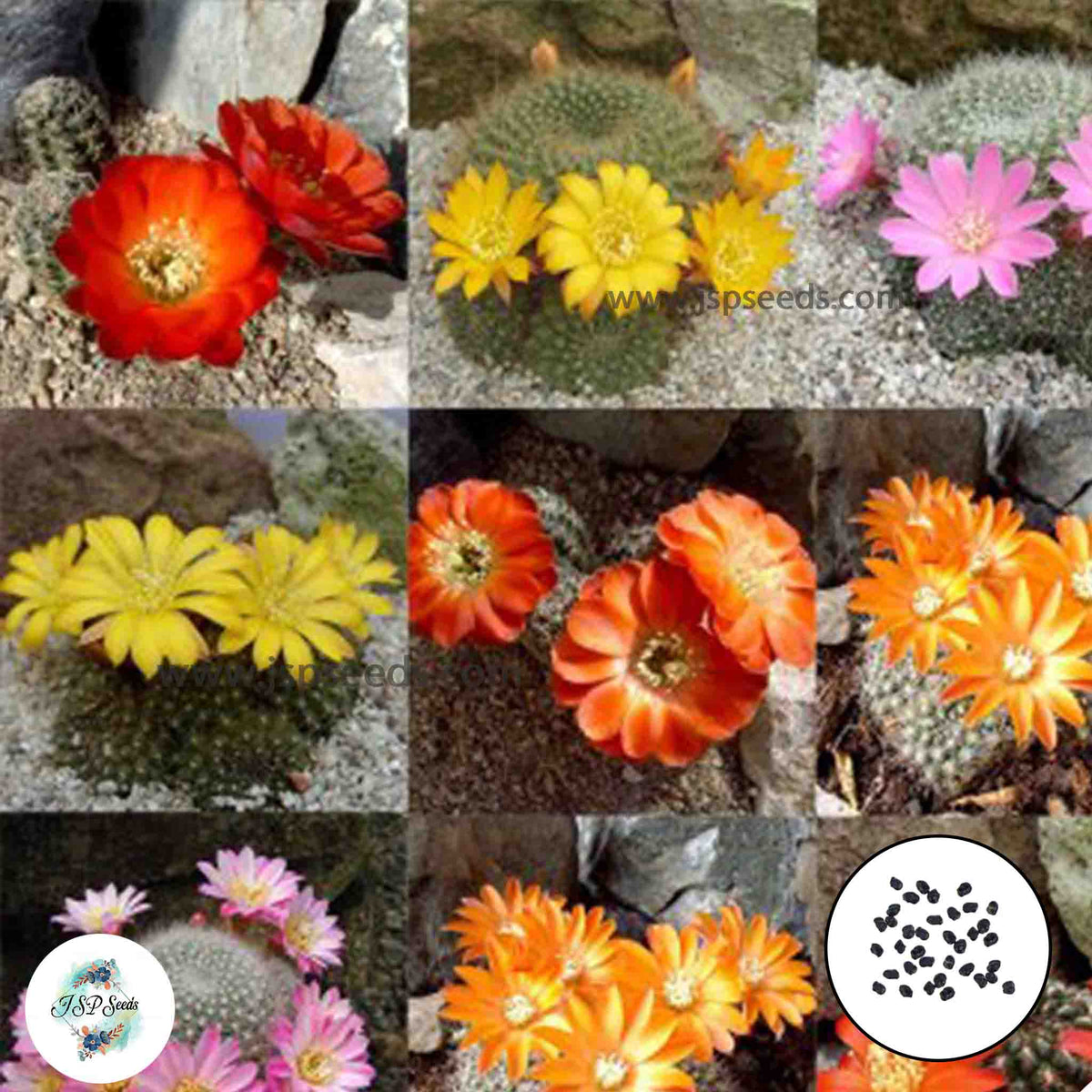 40 Seeds Rebutia  mix Cactus Succulent seeds