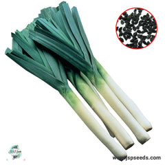 500 Leek Heirloom Seeds (Vegetable Potted Plants)