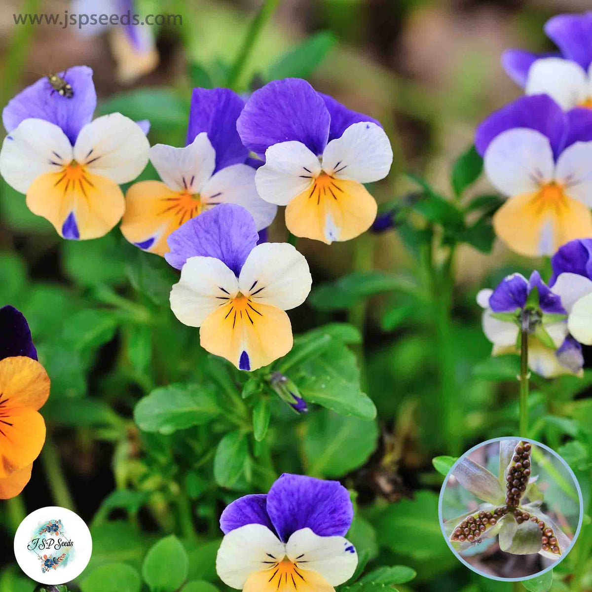 100 Imported Bonsai Pansy Flower PlantsTricolor Potted Planting Diy Home Garden Decor To Seeds