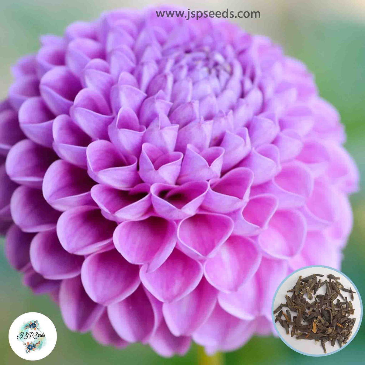 50 Franz Kafka Dahlia Seeds (Flower Garden Potted Plants)