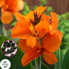 30 South Pacific Orange CANNA LILY Indian Shot Canna Indica Flower Seeds Cannaceae (Asia Flower)