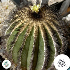 40 Seeds Uebelmannia pectinifera v. multicostata Cactus Succulent seeds