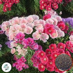 200 Mixed Clarkia Farewell to Spring Godetia Amoena Annual Flower Seeds