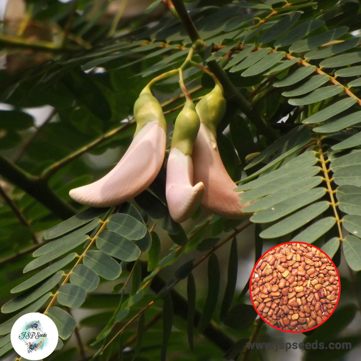 50 White Vegetable hummingbird Agasta, Sesban, Sesbania grandiflora (L.) Seeds (Asia Vegetable)