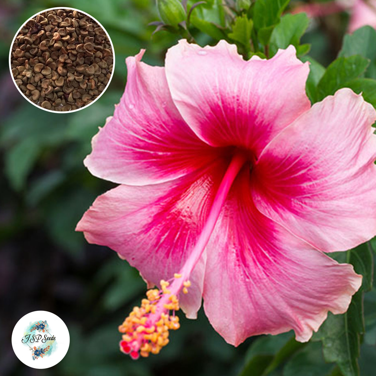 35 Pink Hibiscus Beautiful Hardy Perennials Seeds (Asia Flower Garden Plants)