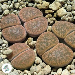 Lithops lesliei v minor C006 / Living stones / 40 seeds