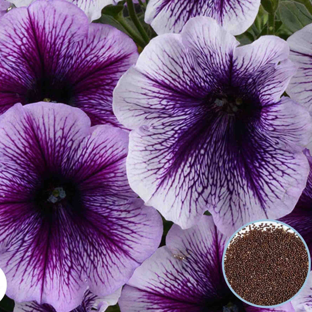 1000 Purple Vein Ray Petunia Seeds Grandiflora, Multiflora, Milliflora Perennial Flowers Annual Seeds (Flower)