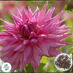 50 American Dream Dahlia Seeds (Flower Garden Plants)