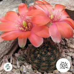 40 Seeds Mediolobivia crassa Cactus Succulent seeds