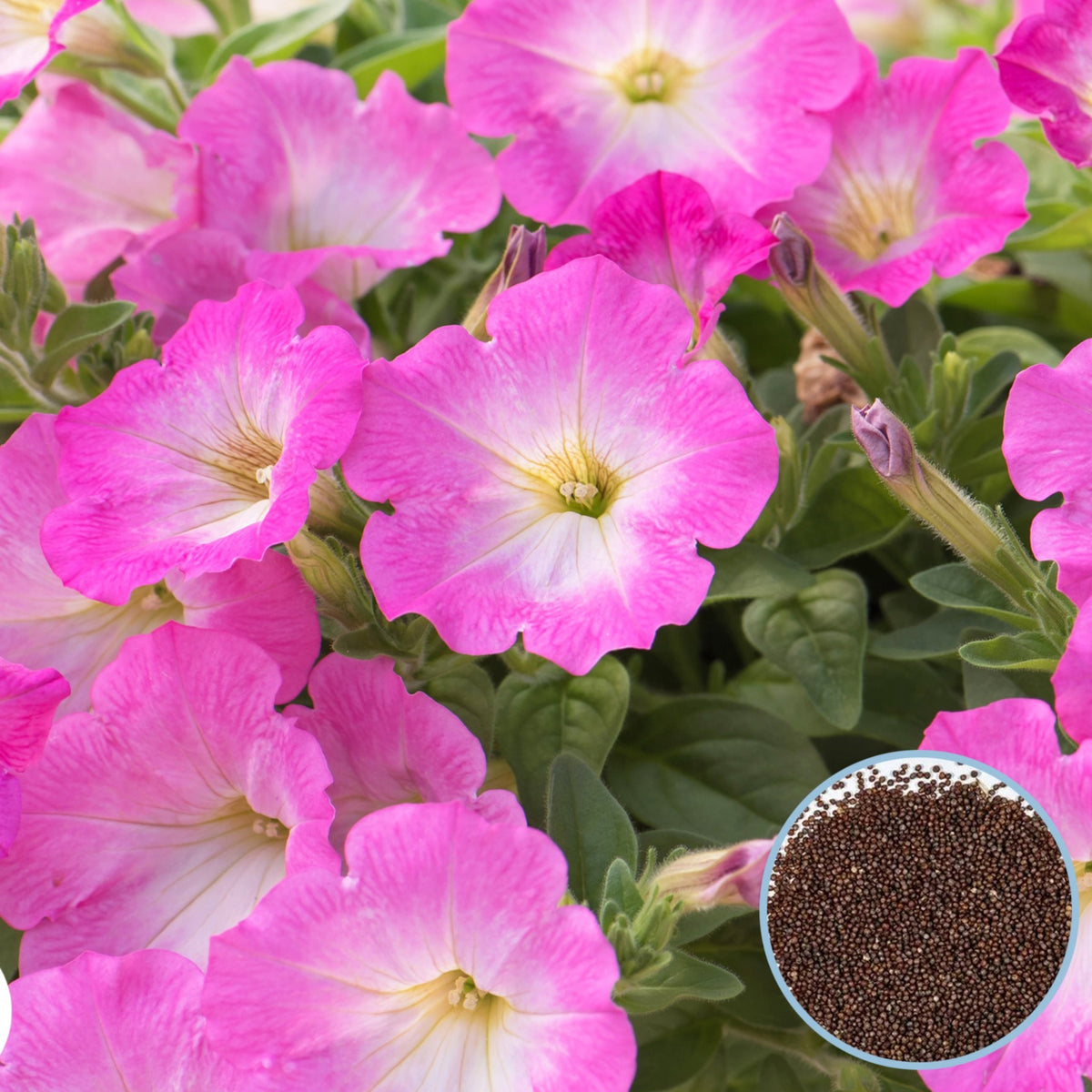 1000 Pink Picobella Petunia Seeds Grandiflora, Multiflora, Milliflora Perennial Flowers Annual Seeds (Flower)