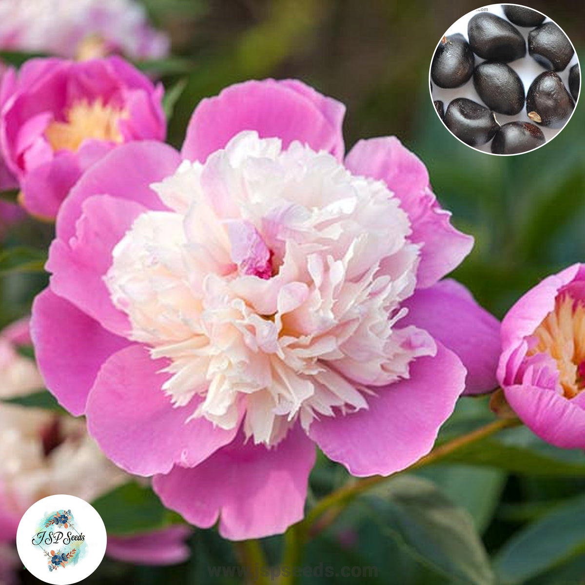 20 Bowl of Beauty Peony Paeoniaceae Paeonia suffruticosa Tree Flower Plant Seeds (Lucky Flower) (Flower Garden Potted Plants)