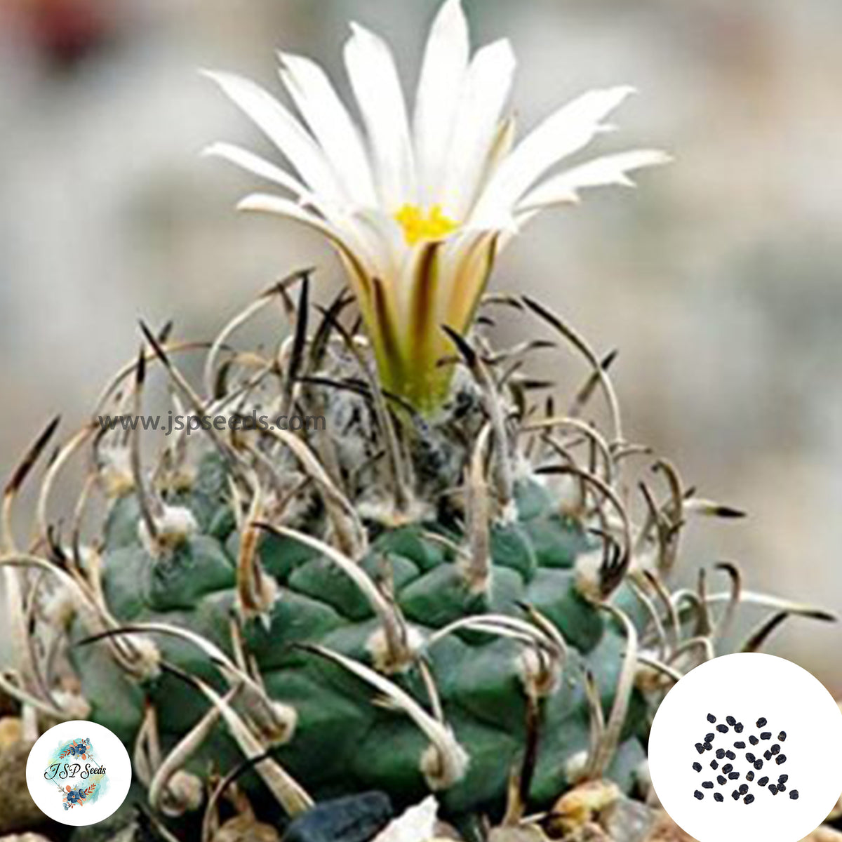 40 Seeds Turbinicarpus schwarzii Cactus Succulent seeds