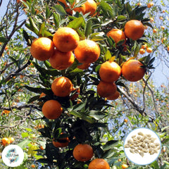 30 Orange plants No-gmo Seeds (Asia Fruit)