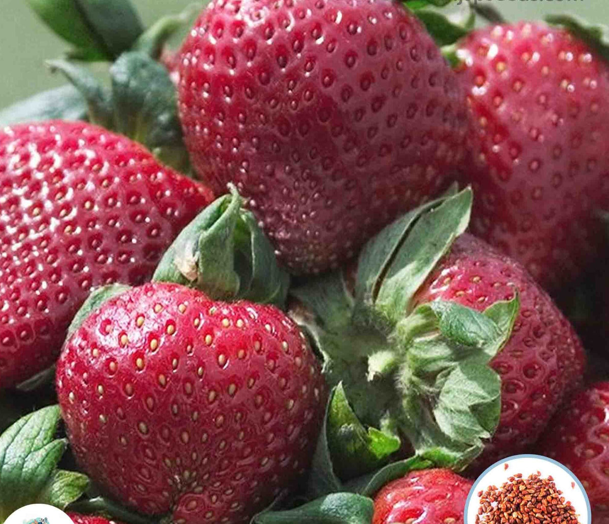 100 Sparkle Strawberry Homegrown Edible Garden Fruit Organic Sweet Non-GMO Berry Seeds