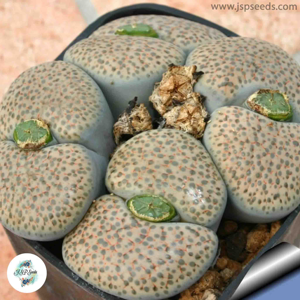 Lithops fulviceps var. lactinea [RARE] / 40 seeds (Living Stones)
