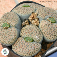 Lithops fulviceps var. lactinea [RARE] / 40 seeds (Living Stones)