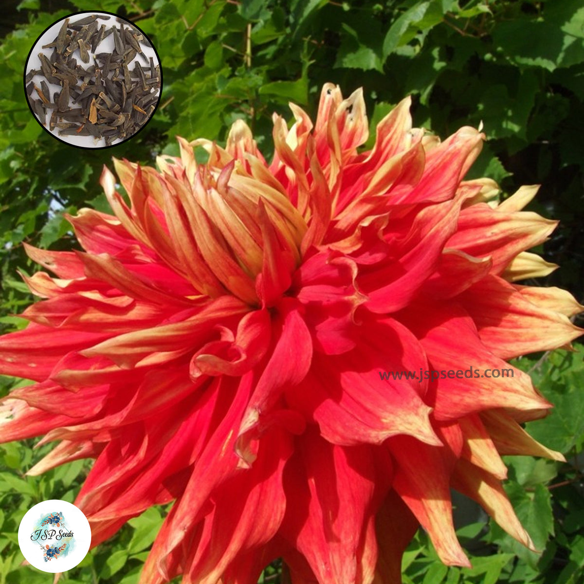 50 Autumn Sunburst Dahlia Seeds (Flower Garden  Plants)