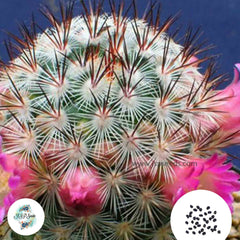 40 seeds Mammillaria microhelia  Cactus Succulent seeds