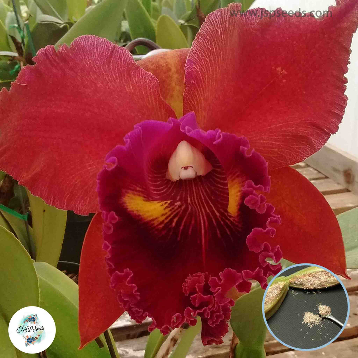 50 Red Cattleya Orchid flower Seeds (Flower Garden Potted Plants)Thailand Orchids