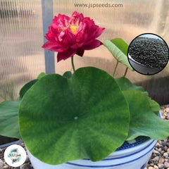 50 Thai Heirloom Mini Lotus Water lily flower Bonsai Seeds Water Plants (Original Thai Seeds) 009