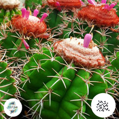 40 Seeds Melocactus seabrasensis Cactus Succulent seeds