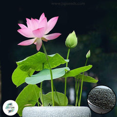 50 Thai Heirloom Mini Lotus Water lily flower Bonsai Seeds Water Plants (Original Thai Seeds) 021