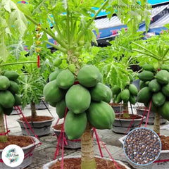 50 Papaya Organic Fruit Planting Potted Tree Home Garden Seeds