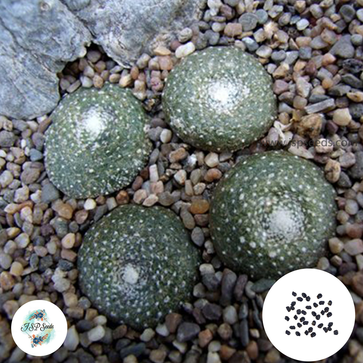 40 seeds Blossfeldia pedicellata  Cactus Succulent seeds