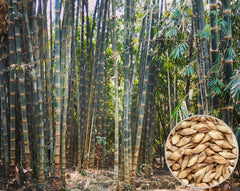 100 Dendrocalamus Strictus Bamboo Seeds - Male Bambu, Iron Bambu Seeds