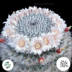 40 Seeds Mammillaria ritteriana Cactus Succulent seeds