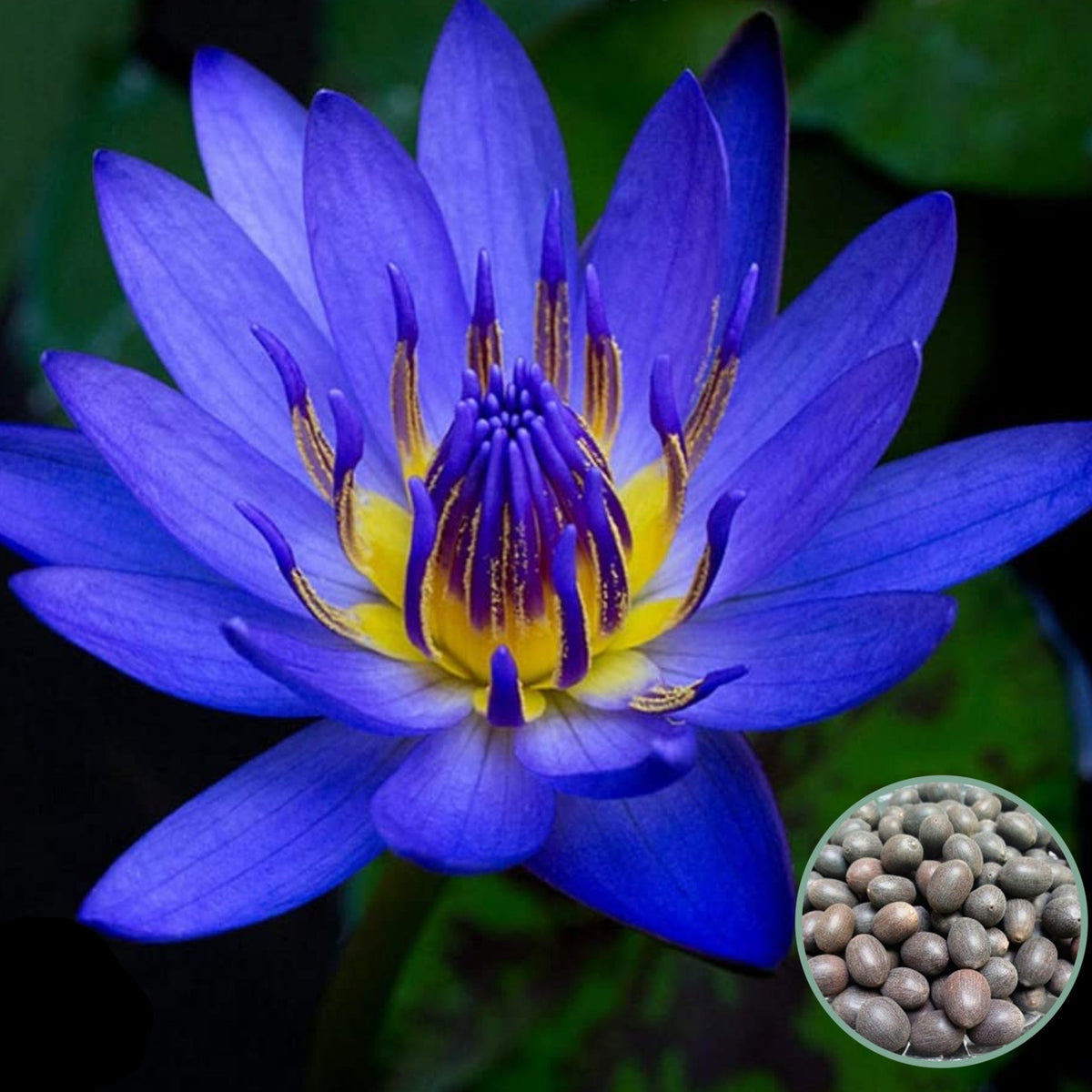 15 Thai Heirloom Lotus flower Bonsai Seeds Water Plants (Original Thai Seeds) 045