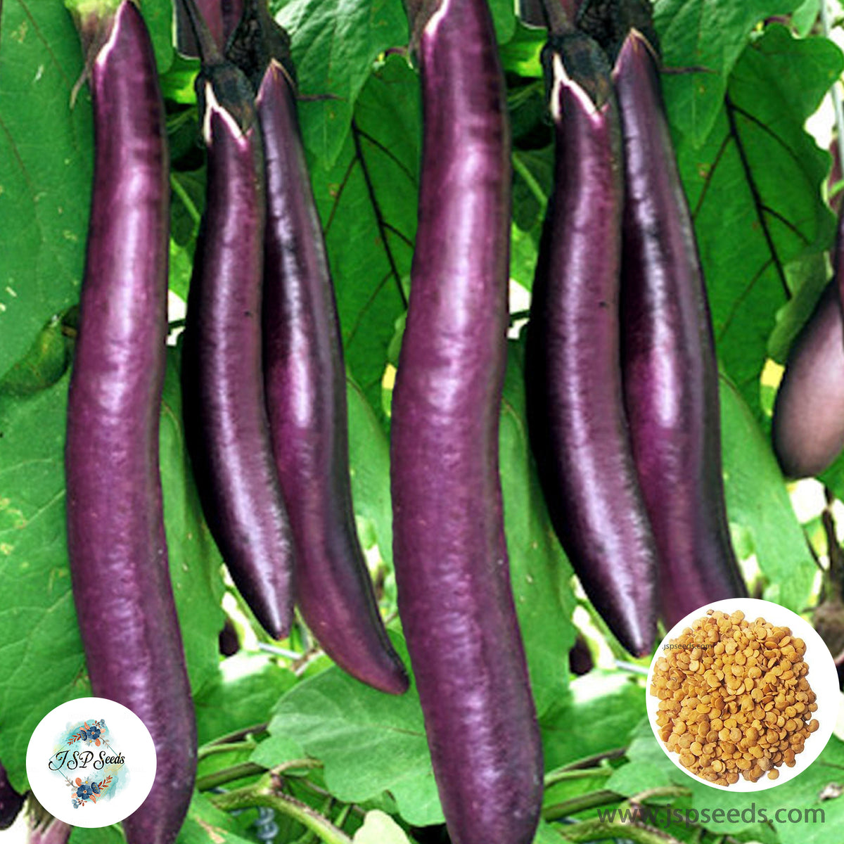 300 Purple Long Eggplant Eggs Plant Seeds (Asia Vegetable)