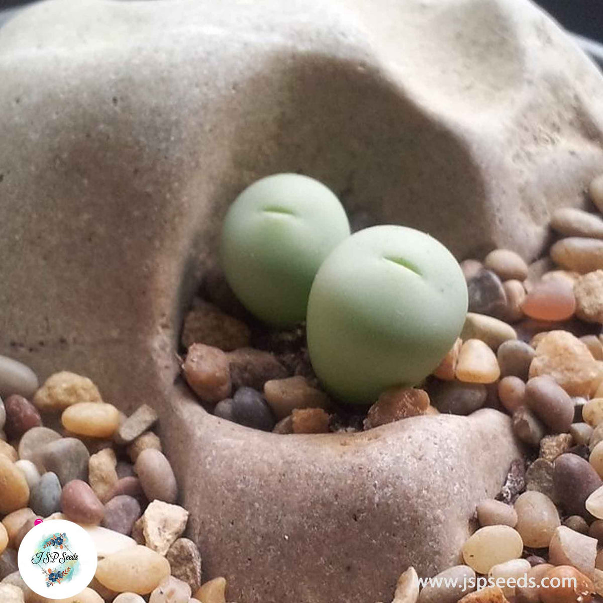 Conophytum breve [RARE] / 40 seeds