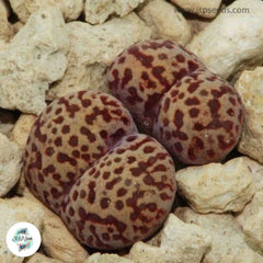 Conophytum pellucidum v neohallii / 40 seeds