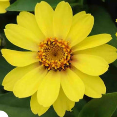 100 Yellow Zinnia Flower Seeds (Flower Plants)