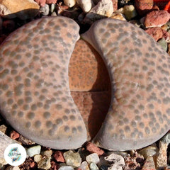 Lithops fulviceps ‘lydiae’ C219 / 40 seeds