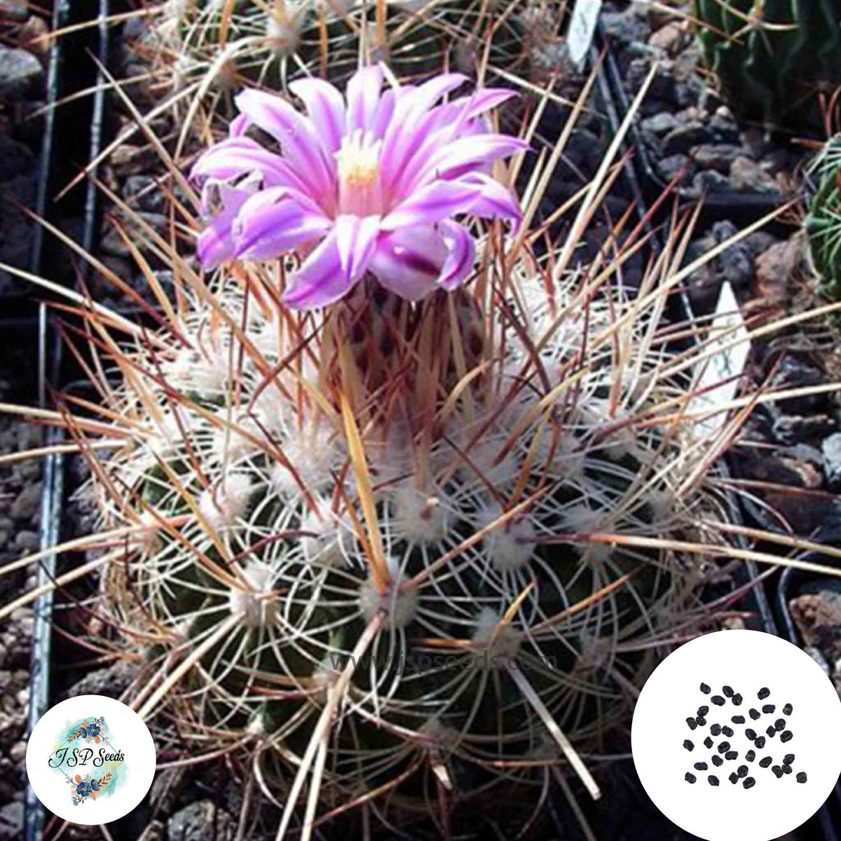 40 Seeds Echinofossulocactus ochoterenaus Cactus Succulent seeds