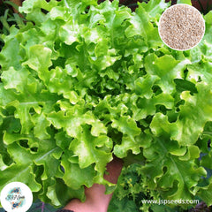 200 White Salad Bowl Lettuce Organic Heirloom Seeds (Vegetable) Non Gmo