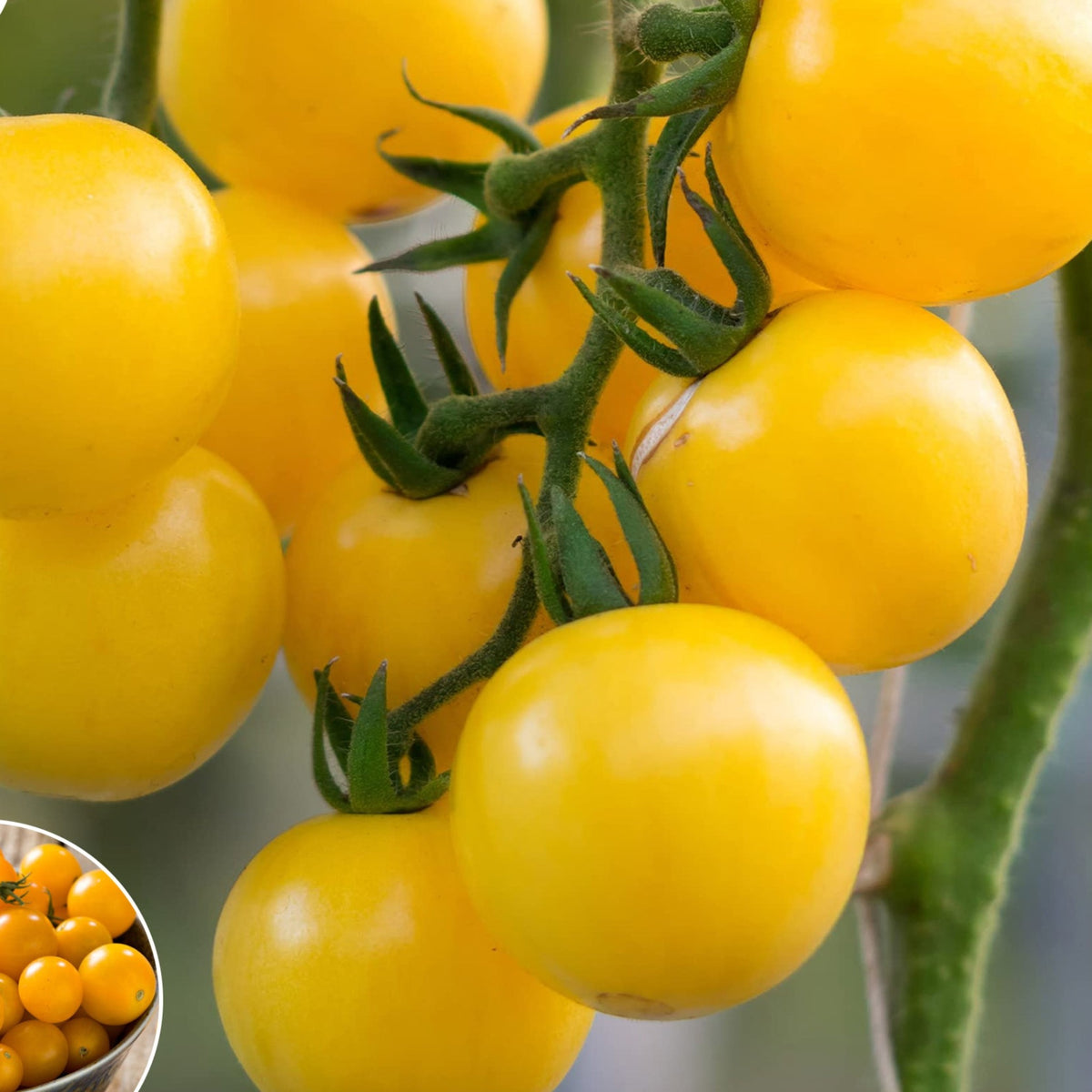 100 Yellow Grape Cherry Tomato Heirloom Seeds (Vegetable Potted Plants)