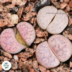 Lithops francisci / Living stones / 40 seeds